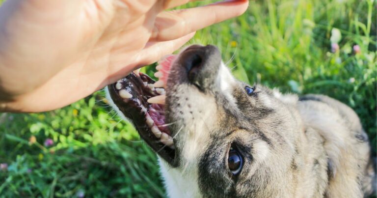 Compensation for Dog Attacks – Not Just from the Owner: The Correct Procedure