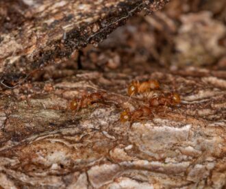 Fire Ants: Obtaining Compensation and a Free Downloadable Cease and Desist Letter